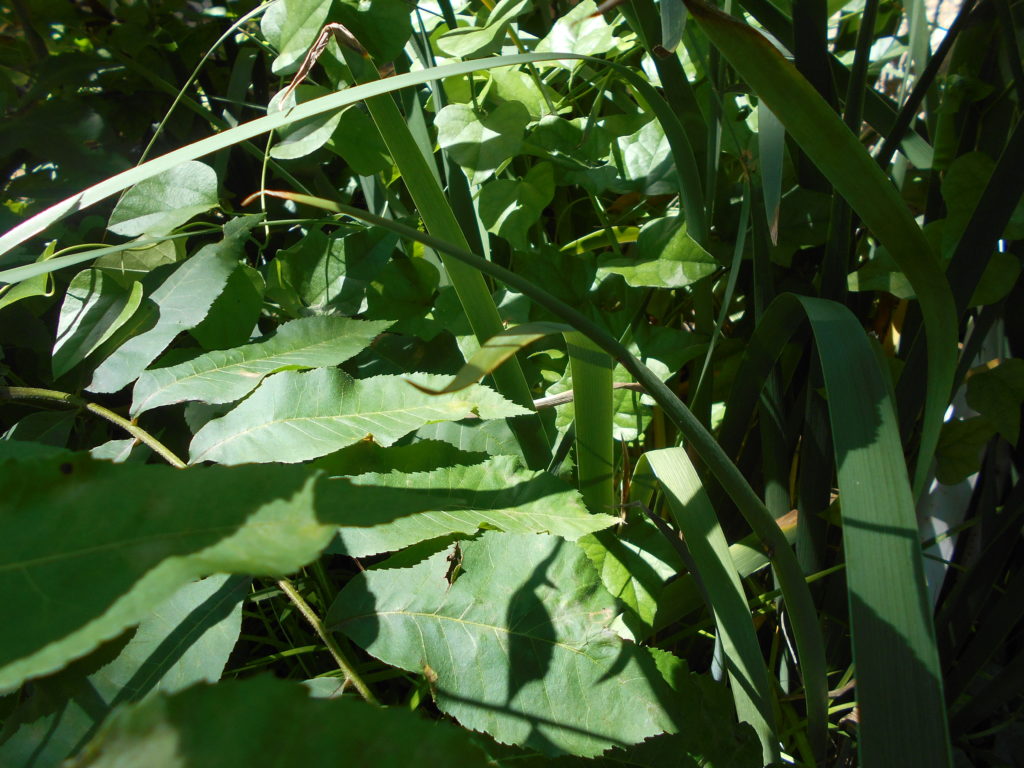 An image of leaves, frond, and ivy.