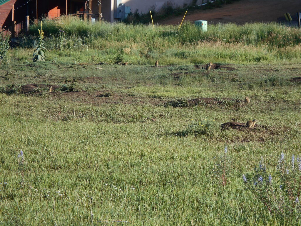 A green meadow. Six prairie dogs are scattered about, each peeking out of a burrow hole. There are also purple and yellow wildflowers.