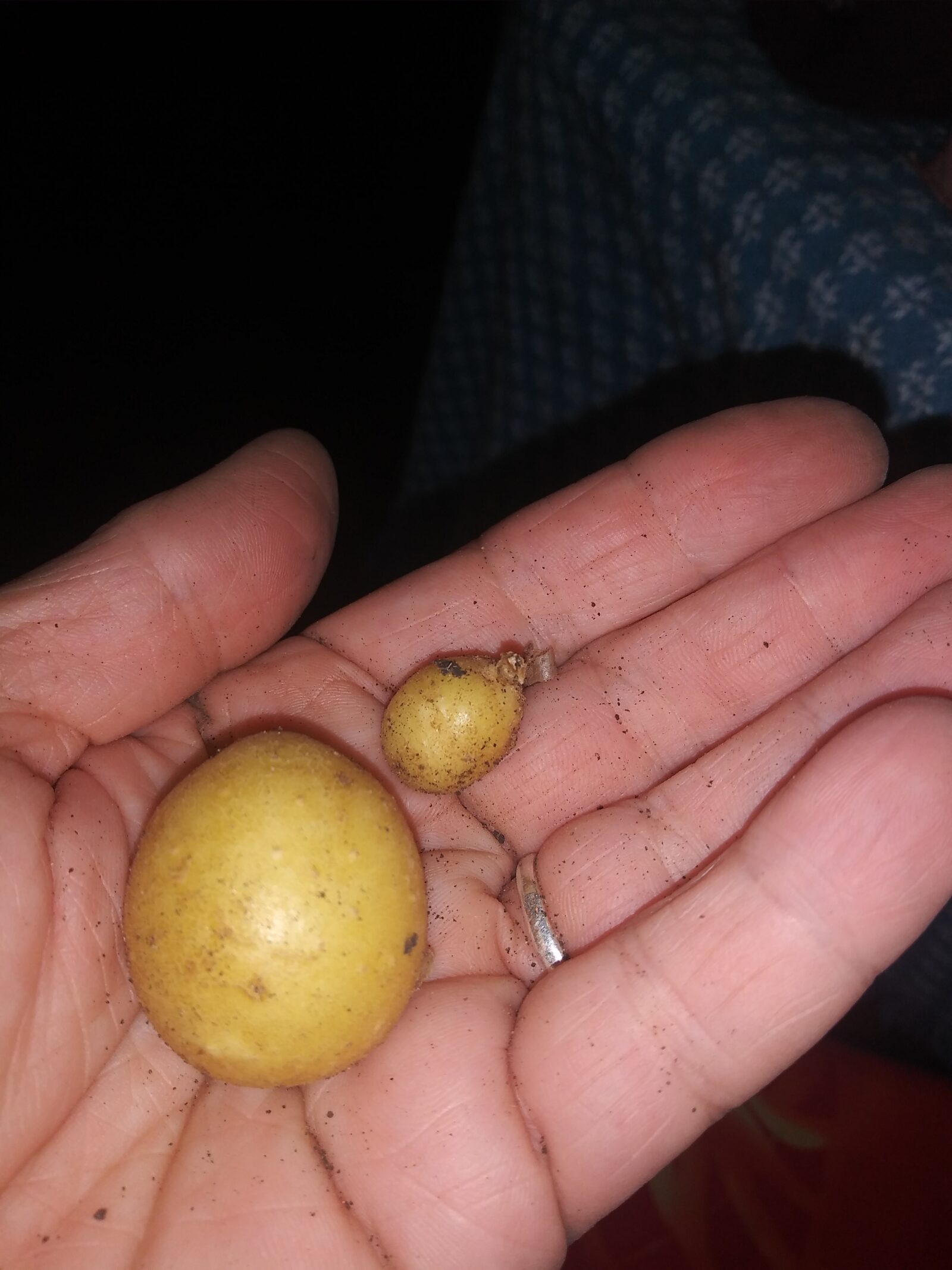 Two small potatoes in the palm of a person's hand